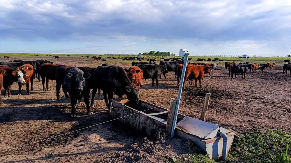 Bebedero con sensor en campo de Entre Ríos